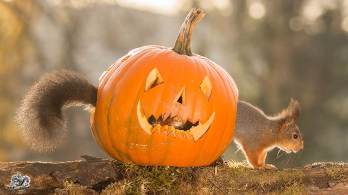 nature-animal-photography-backyard-squirrels-geert-weggen-16