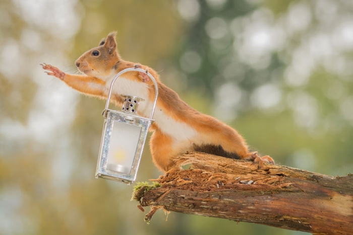 nature-animal-photography-backyard-squirrels-geert-weggen-1