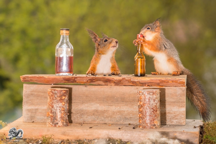 nature-animal-photography-backyard-squirrels-geert-weggen-15