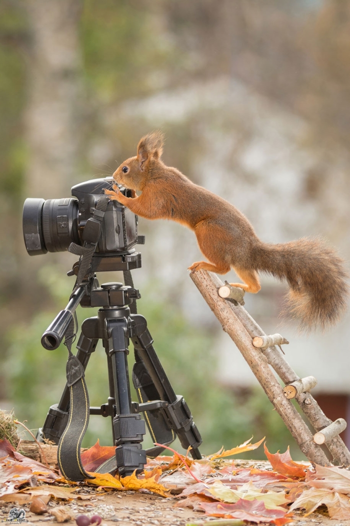 nature-animal-photography-backyard-squirrels-geert-weggen-18