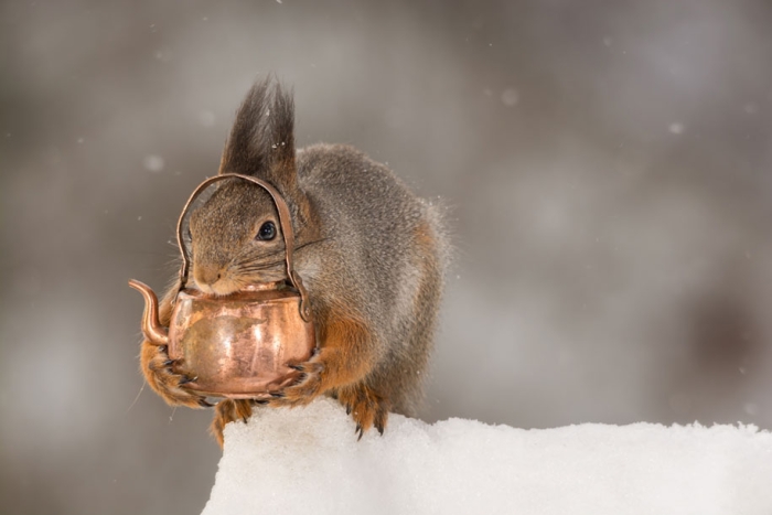 nature-animal-photography-backyard-squirrels-geert-weggen-11