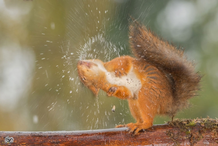 nature-animal-photography-backyard-squirrels-geert-weggen-14