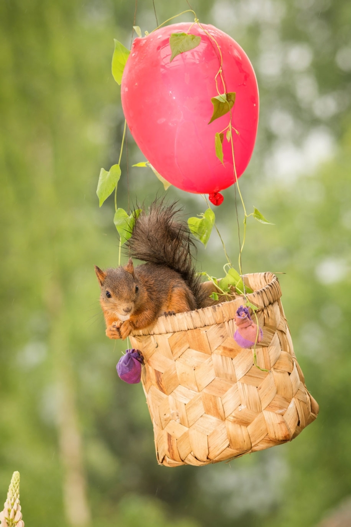 nature-animal-photography-backyard-squirrels-geert-weggen-17