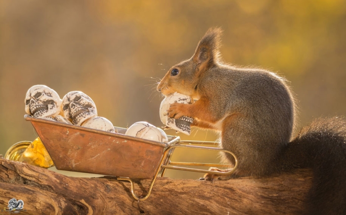 nature-animal-photography-backyard-squirrels-geert-weggen-13