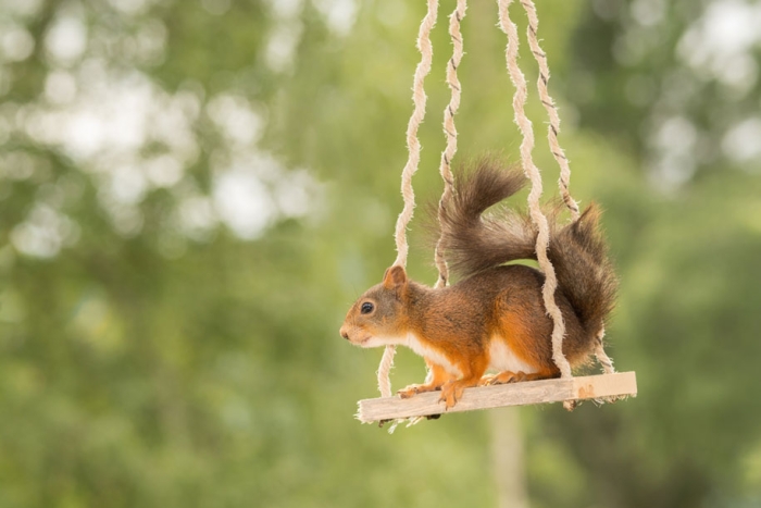 nature-animal-photography-backyard-squirrels-geert-weggen-6