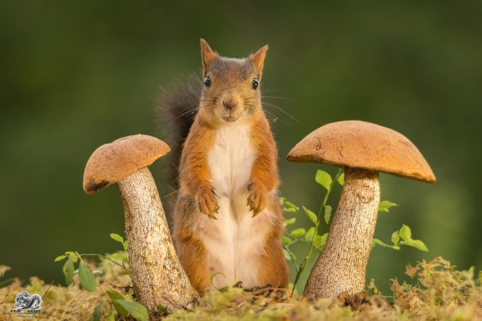 nature-animal-photography-backyard-squirrels-geert-weggen-12