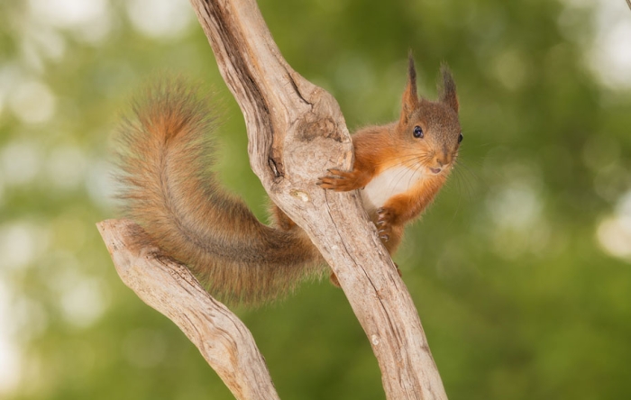 nature-animal-photography-backyard-squirrels-geert-weggen-4