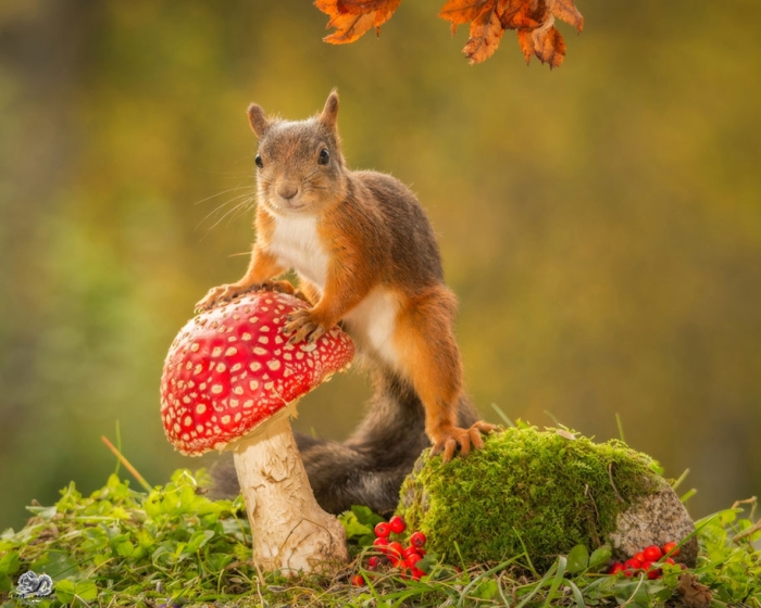 nature-animal-photography-backyard-squirrels-geert-weggen-8