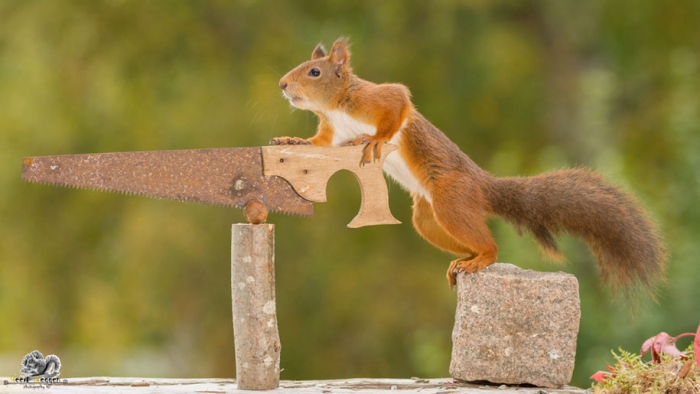 nature-animal-photography-backyard-squirrels-geert-weggen-9