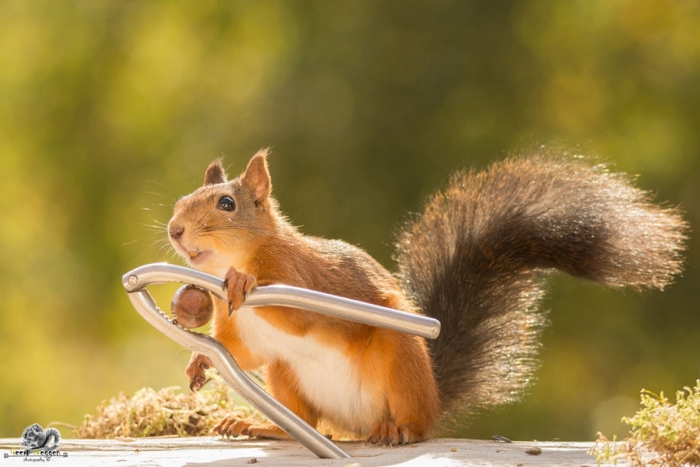nature-animal-photography-backyard-squirrels-geert-weggen-10