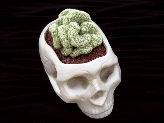 great-funny-crazy-modern-plant-pot-planter-ideas-14