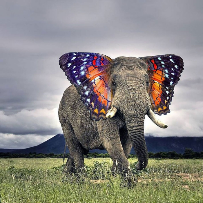 new-hybrid-animals-photoshop-18