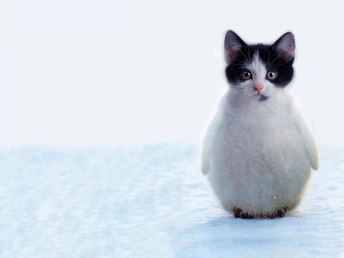 new-hybrid-animals-photoshop-6