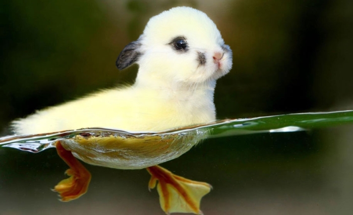 new-hybrid-animals-photoshop-3