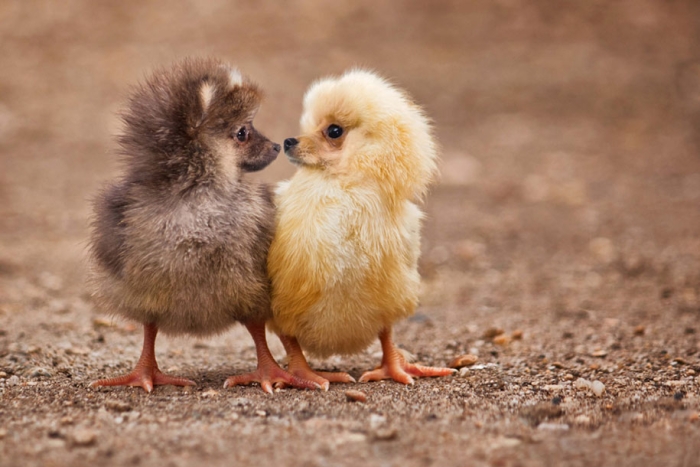 new-hybrid-animals-photoshop-37
