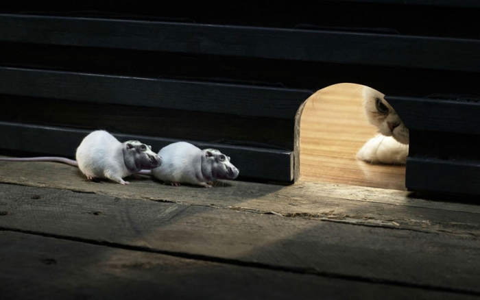 new-hybrid-animals-photoshop-4