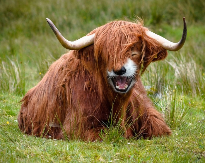 new-hybrid-animals-photoshop-11