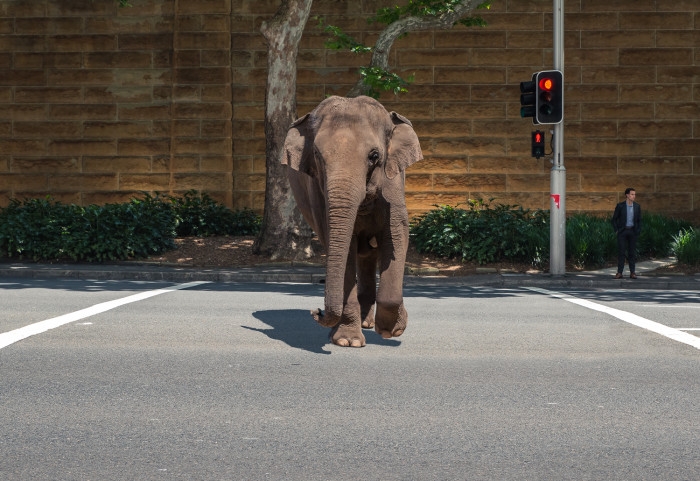 Jaywalking