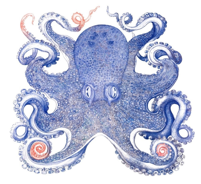 ballpoint-pen-drawing-deep-blue-octopus-raymond-cicin-2