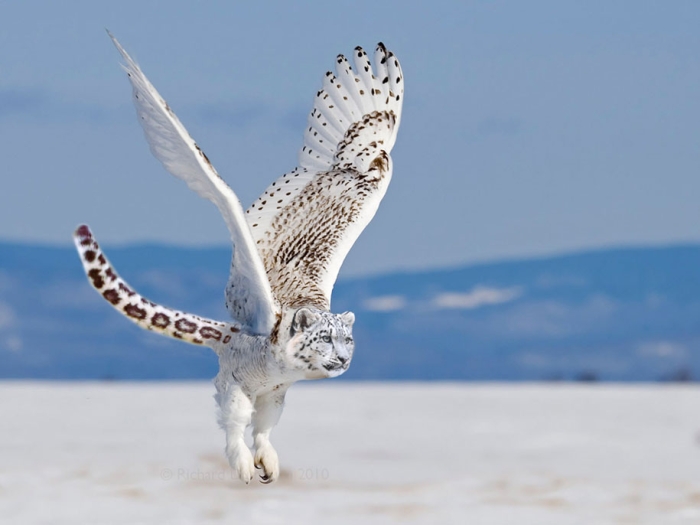 new-hybrid-animals-photoshop-35