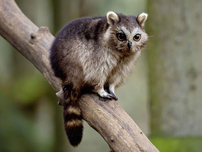 new-hybrid-animals-photoshop-34