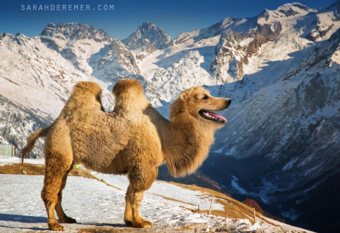 new-hybrid-animals-photoshop-27