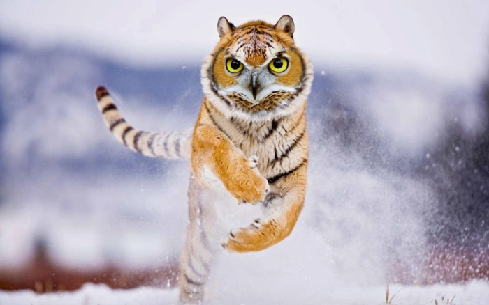new-hybrid-animals-photoshop-16