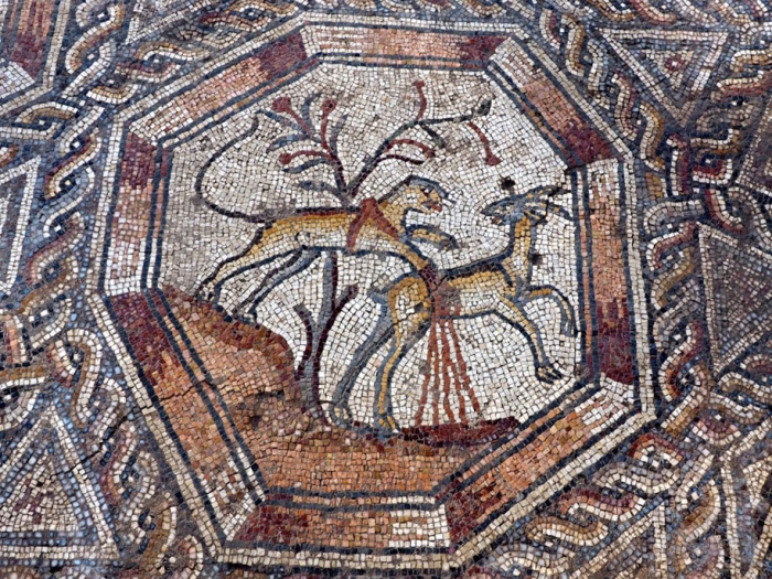 new-roman-moscaic-discovery-lod-israel-9