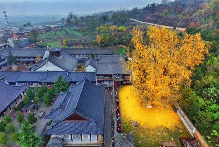 yellow-leaves-1400-year-old-ginko-tree-gu-guanyin-buddhist-temple-china-2