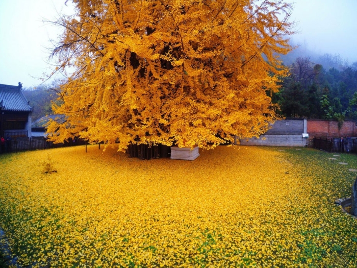 yellow-leaves-1400-year-old-ginko-tree-gu-guanyin-buddhist-temple-china-1
