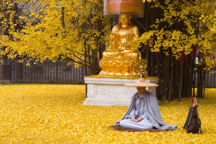 yellow-leaves-1400-year-old-ginko-tree-gu-guanyin-buddhist-temple-china-3