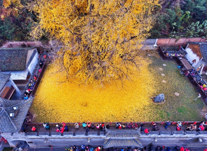 yellow-leaves-1400-year-old-ginko-tree-gu-guanyin-buddhist-temple-china-5