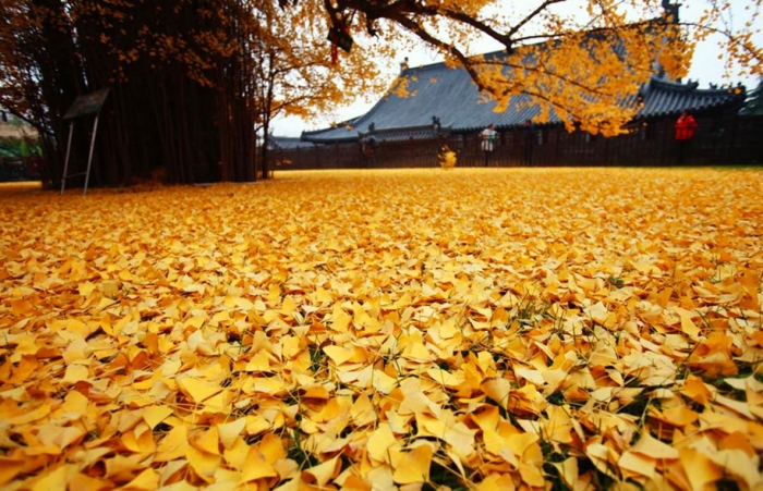 yellow-leaves-1400-year-old-ginko-tree-gu-guanyin-buddhist-temple-china-4