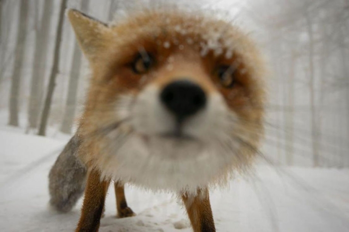 nature-photographer-behind-scenes-animals-17