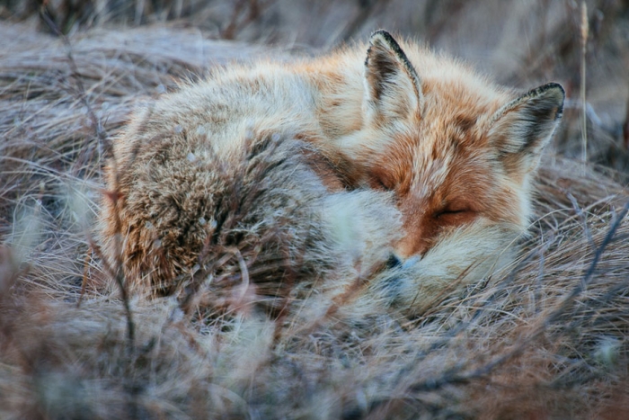 winter-fox-photos-russian-miner-ivan-kislov-chukotka-5