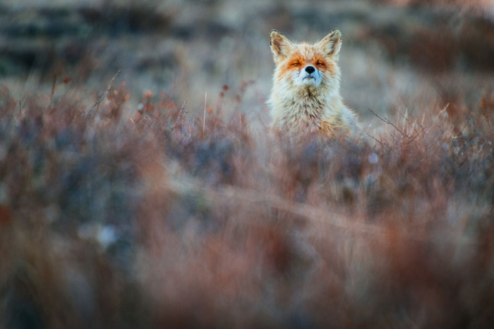 winter-fox-photos-russian-miner-ivan-kislov-chukotka-12