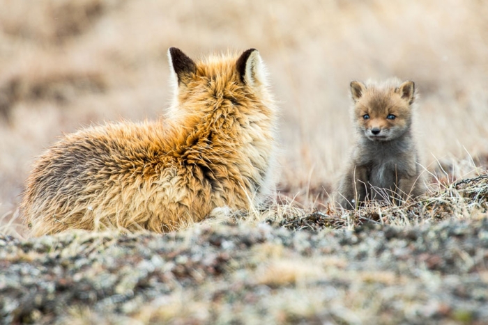 winter-fox-photos-russian-miner-ivan-kislov-chukotka-17