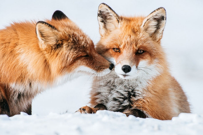 winter-fox-photos-russian-miner-ivan-kislov-chukotka-25
