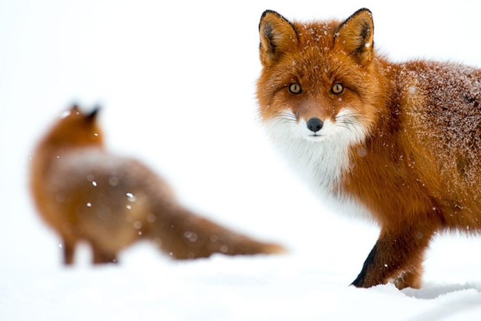 winter-fox-photos-russian-miner-ivan-kislov-chukotka-27