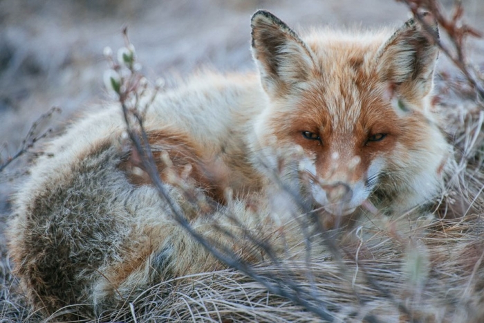 winter-fox-photos-russian-miner-ivan-kislov-chukotka-4