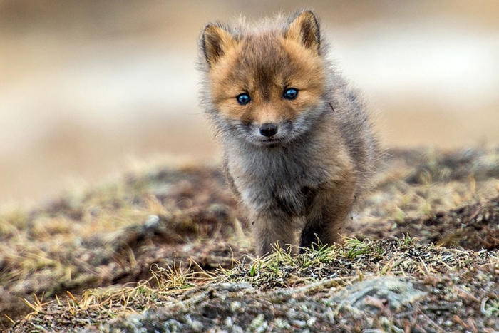 winter-fox-photos-russian-miner-ivan-kislov-chukotka-26