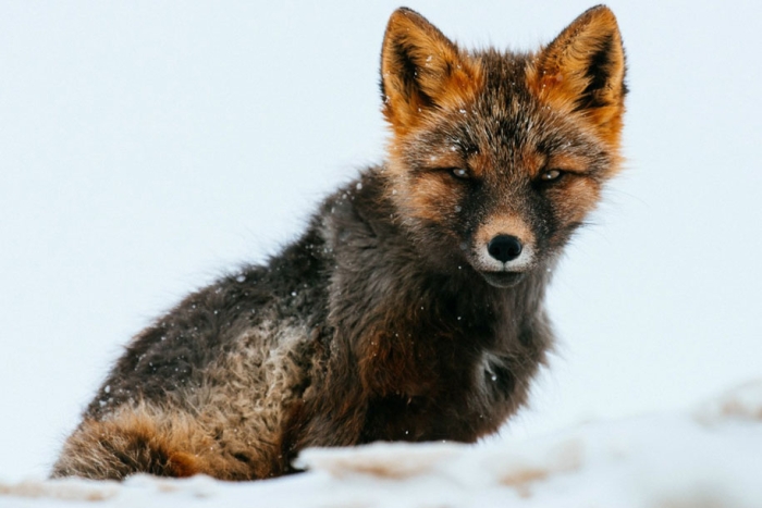 winter-fox-photos-russian-miner-ivan-kislov-chukotka-3