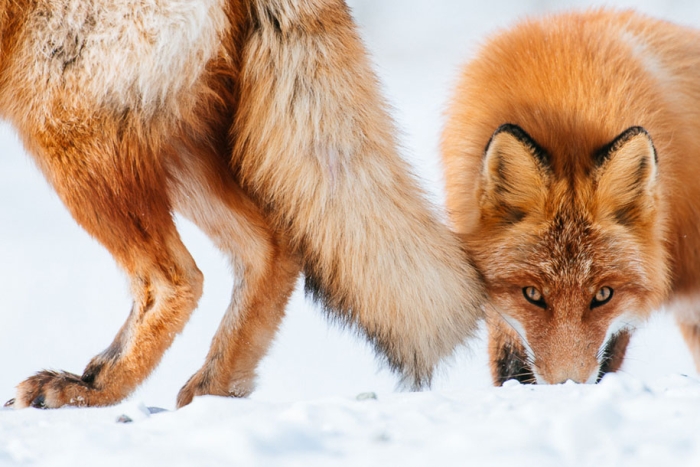 winter-fox-photos-russian-miner-ivan-kislov-chukotka-20