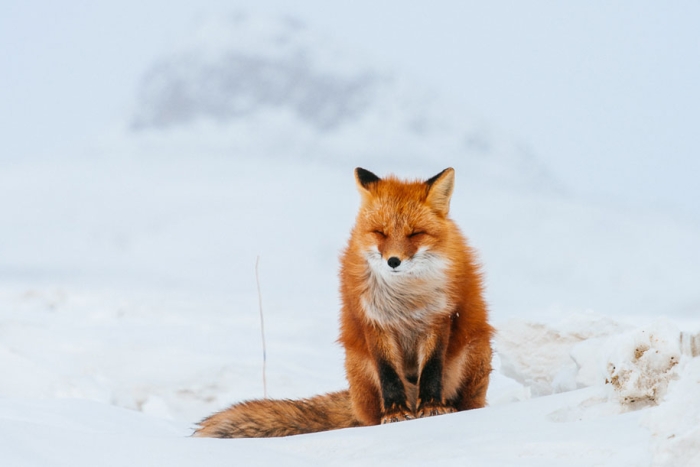 winter-fox-photos-russian-miner-ivan-kislov-chukotka-19