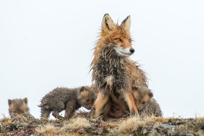winter-fox-photos-russian-miner-ivan-kislov-chukotka-15