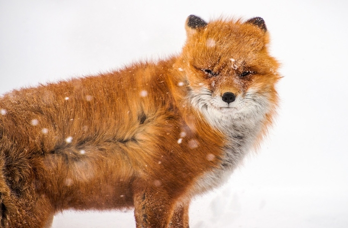 winter-fox-photos-russian-miner-ivan-kislov-chukotka-2