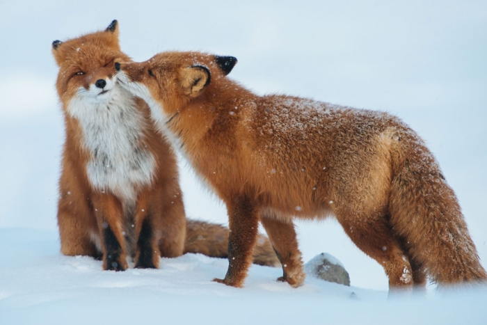 winter-fox-photos-russian-miner-ivan-kislov-chukotka-13