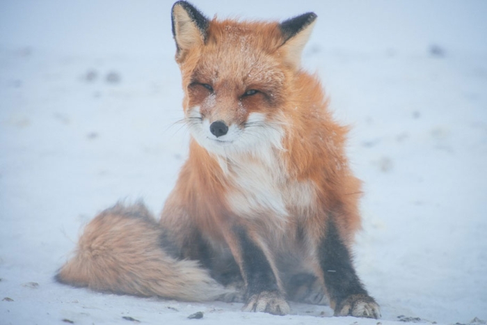 winter-fox-photos-russian-miner-ivan-kislov-chukotka-10