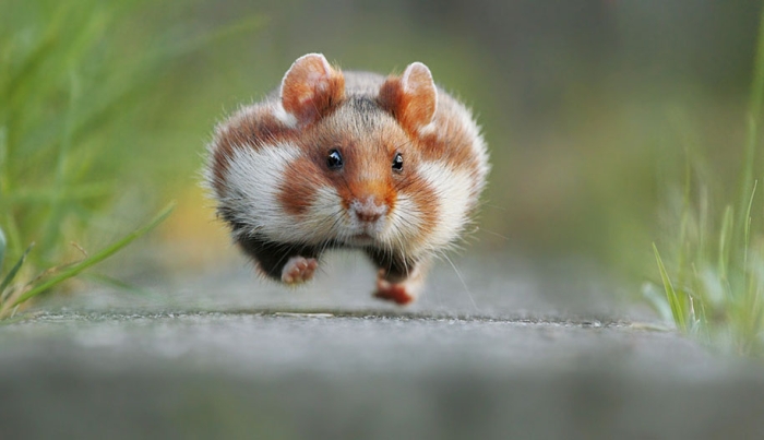 funny-animal-pictures-comedy-wildlife-photography-awards-paul-joynson-hicks-2