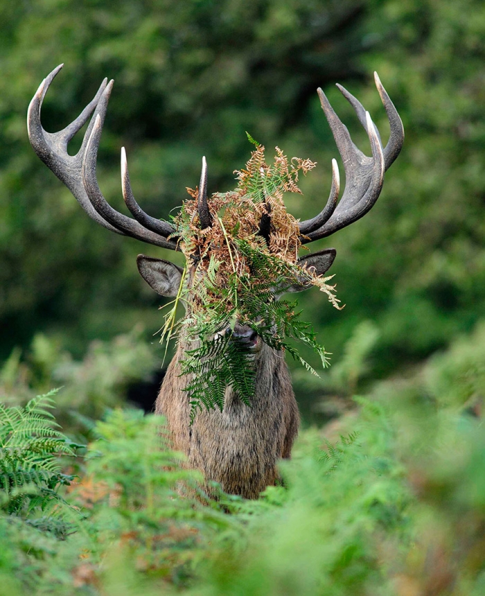 funny-animal-pictures-comedy-wildlife-photography-awards-paul-joynson-hicks-3